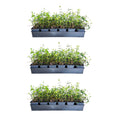 Asiatic Jasmine - 54 Pack (3.25 In. Pots) Evergreen Groundcover Vine - Full Sun Live Outdoor Plant